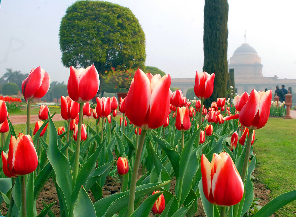 Mughal Gardens open for public from February 6: flowers in pictures 