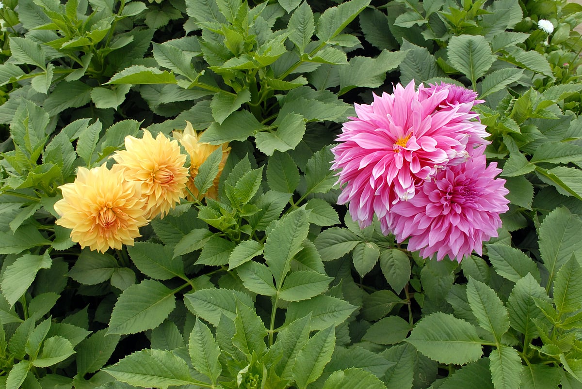 Mughal Gardens open for public from February 6: flowers in pictures 
