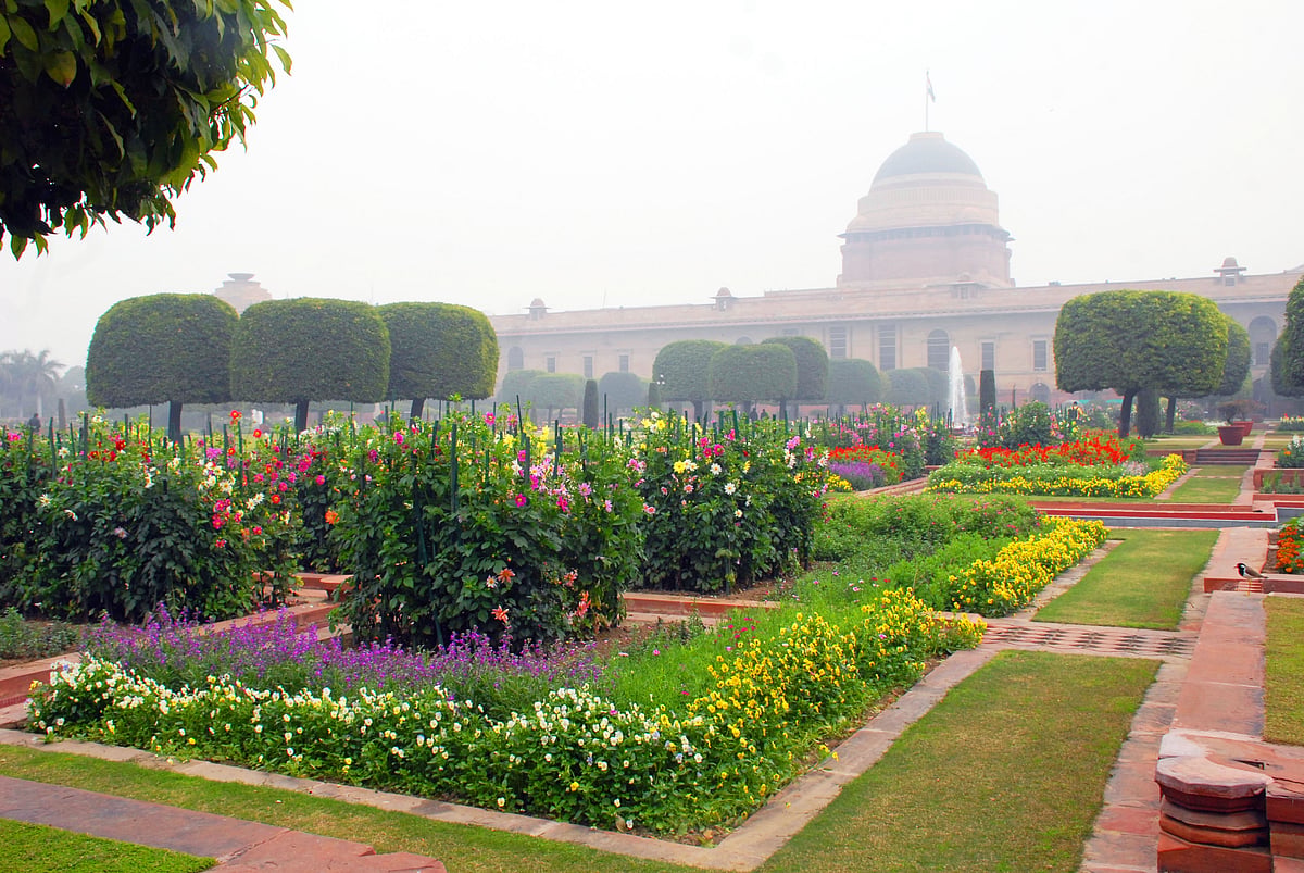 Mughal Gardens open for public from February 6: flowers in pictures 