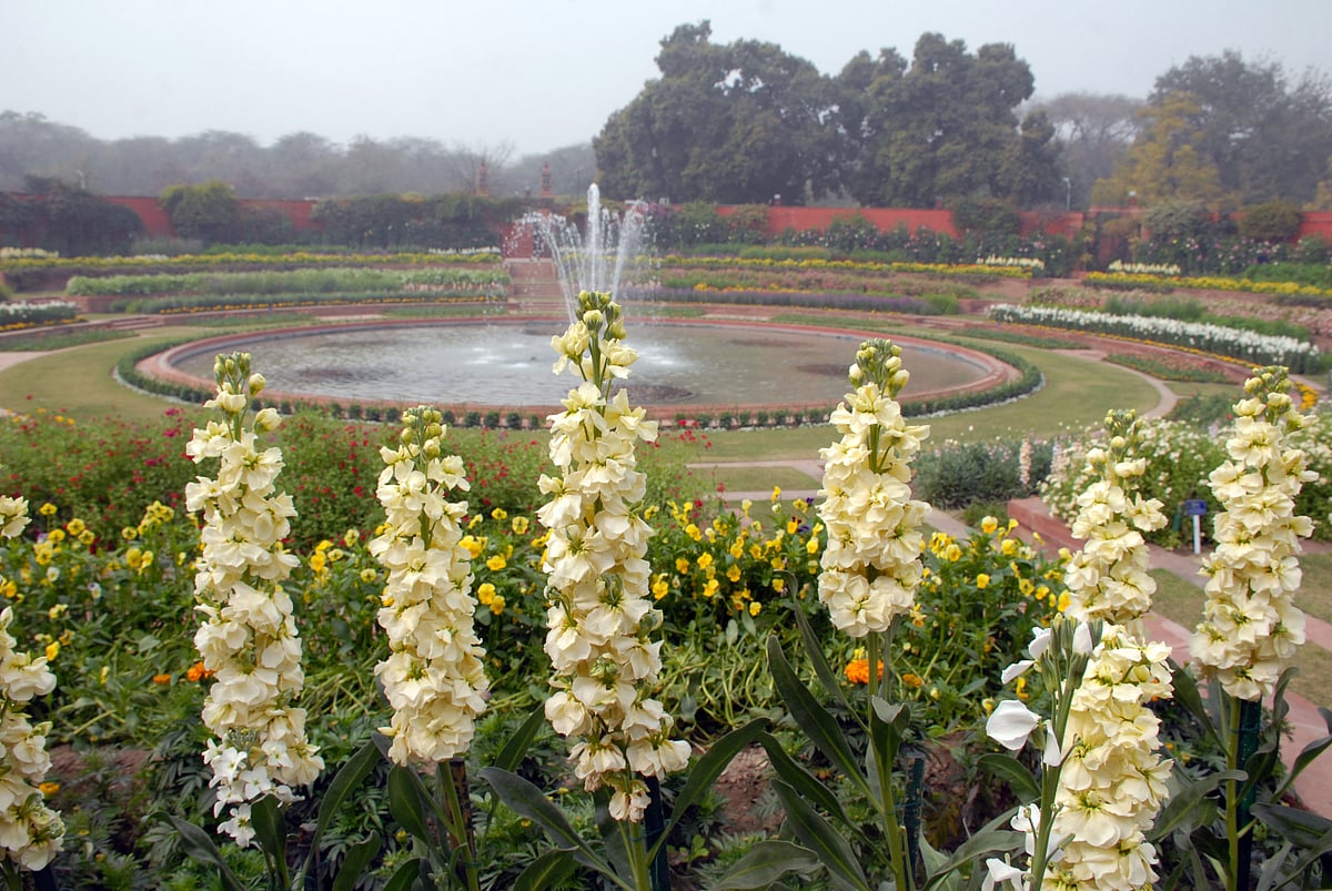 Mughal Gardens open for public from February 6: flowers in pictures 