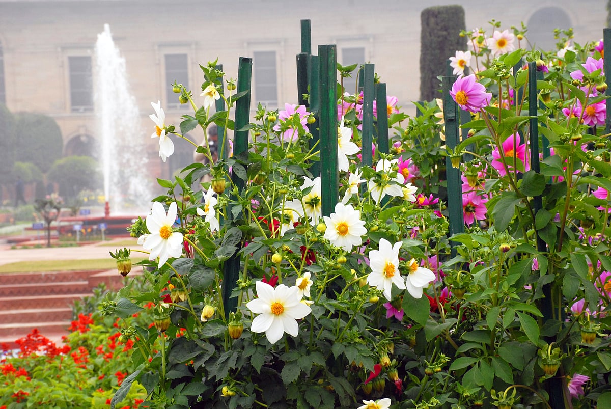 Mughal Gardens open for public from February 6: flowers in pictures 