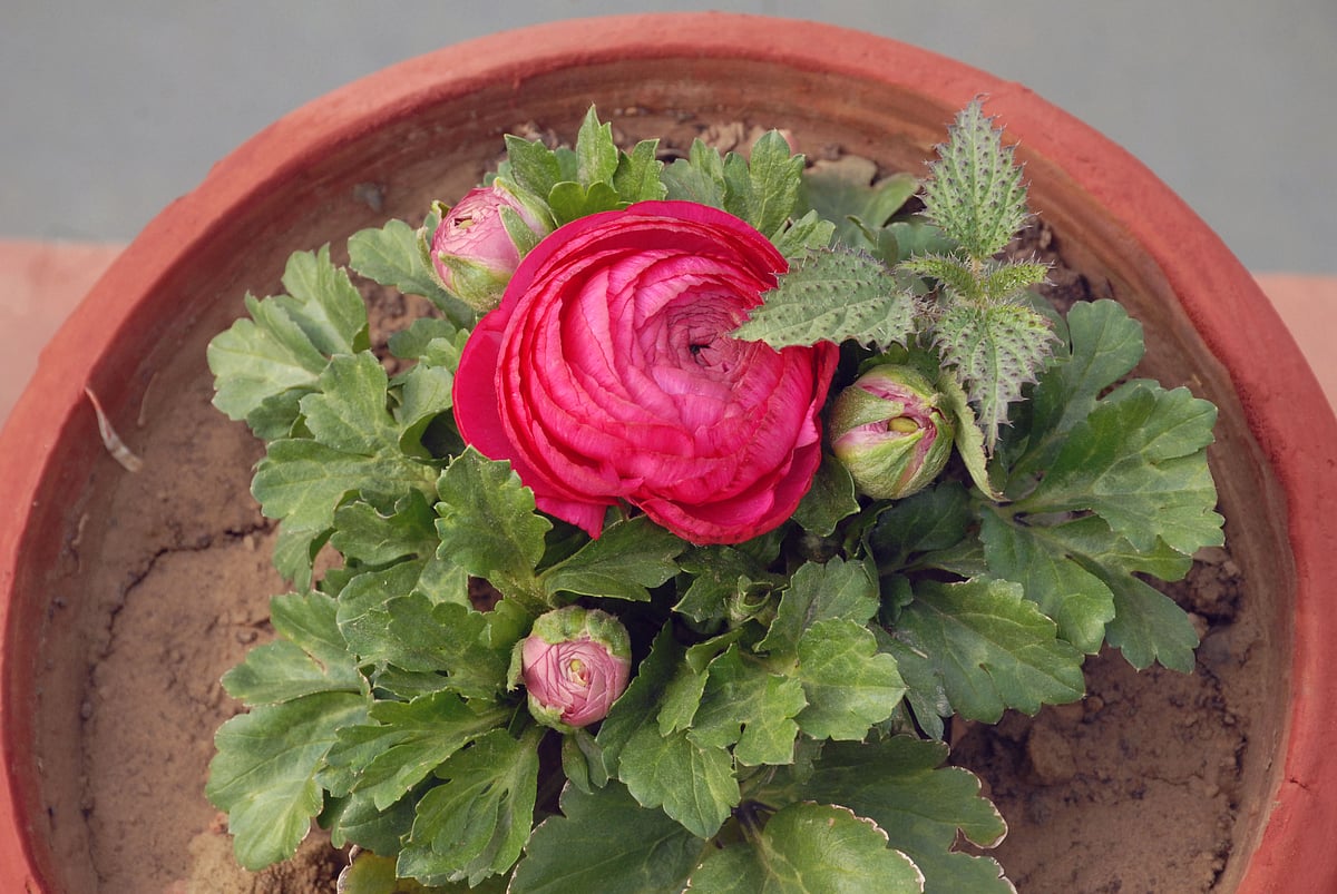 Mughal Gardens open for public from February 6: flowers in pictures 