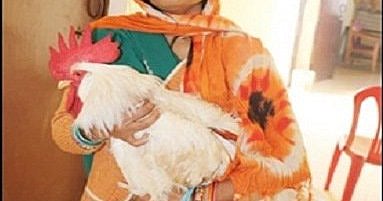 Rooster  bites girl, police summon rooster in Shivpuri, Madhya Pradesh 