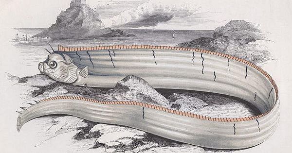 Rare Oarfish sightings in Japan: Is another tsunami imminent? Twitter erupts in fear