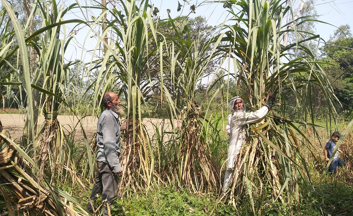 Western Uttar Pradesh farmers on interim budget: We asked for relief not bribe