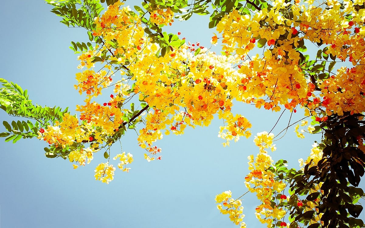 Basant Panchami: Spring never skips a turn...