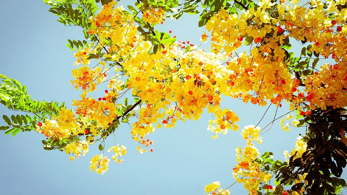 Basant Panchami: Spring never skips a turn...