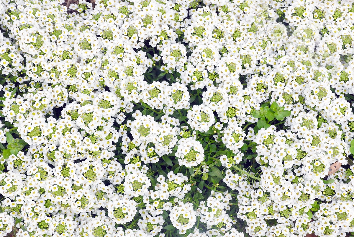 Mughal Gardens open for public from February 6: flowers in pictures 