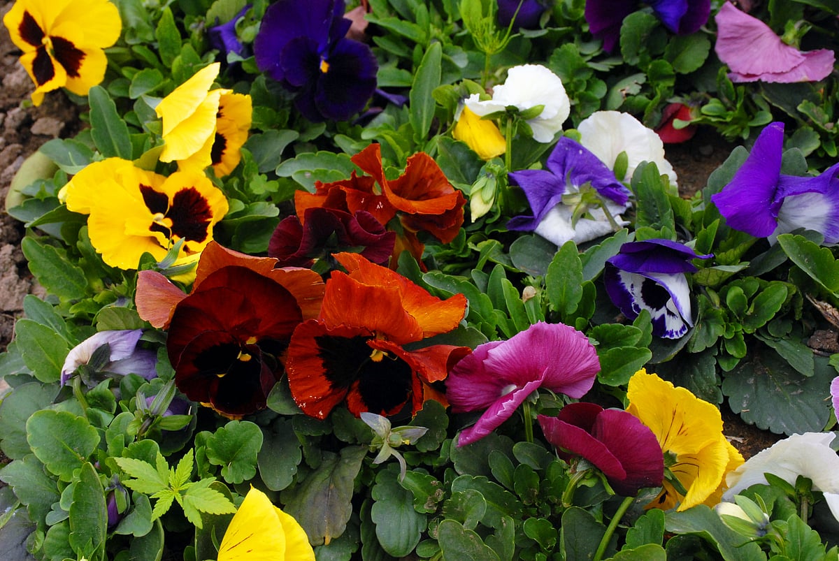 Mughal Gardens open for public from February 6: flowers in pictures 