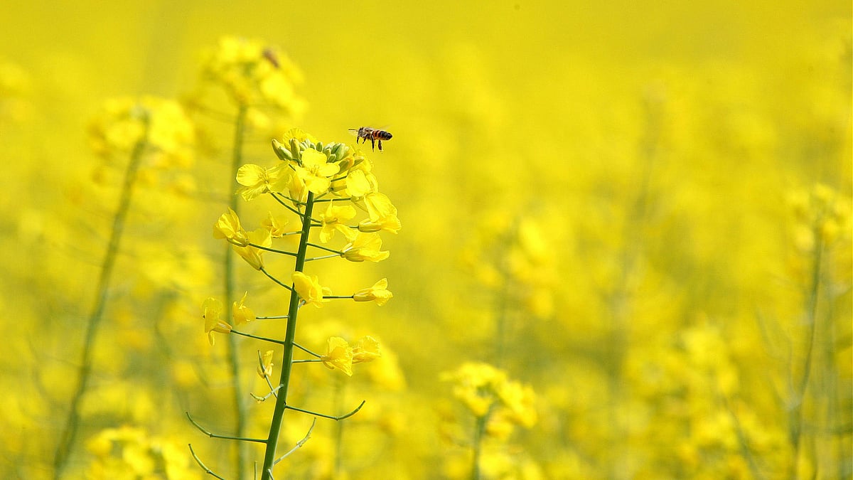 Basant Panchami: The lullaby of spring...