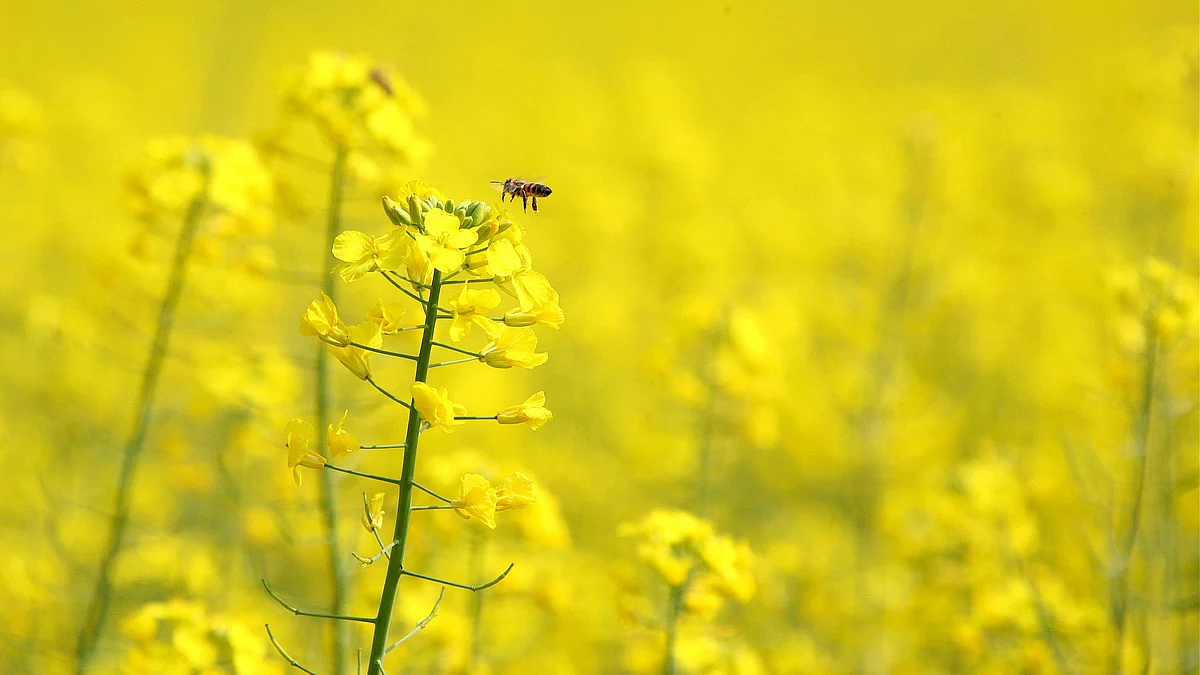 Basant Panchami: The lullaby of spring...