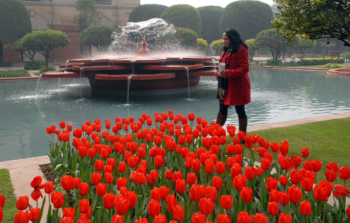 Mughal Gardens open for public from February 6: flowers in pictures 