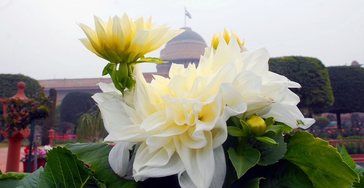 Mughal Gardens open for public from February 6: flowers in pictures 