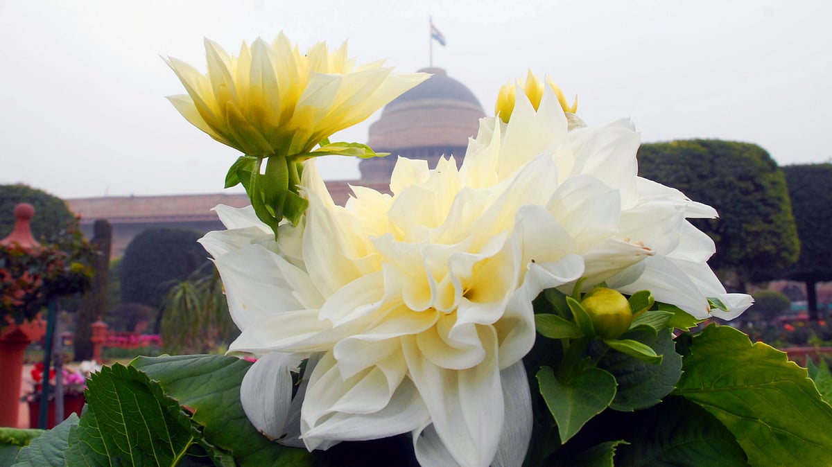 Dahlia blooms proudly at Mughal Gardens