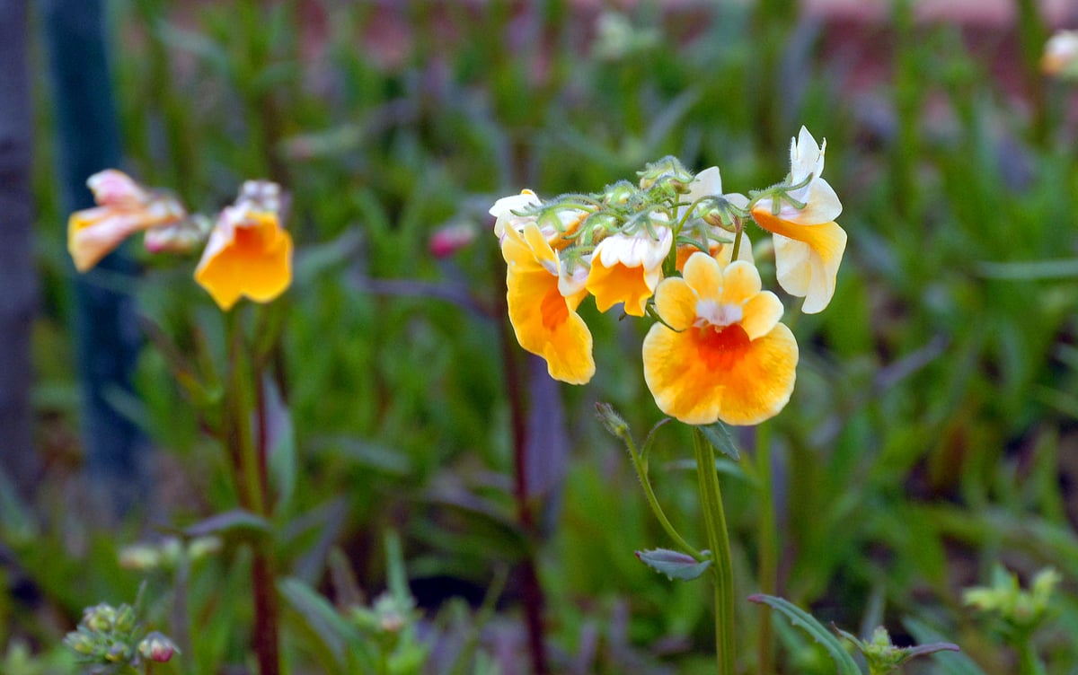 Mughal Gardens open for public from February 6: flowers in pictures 
