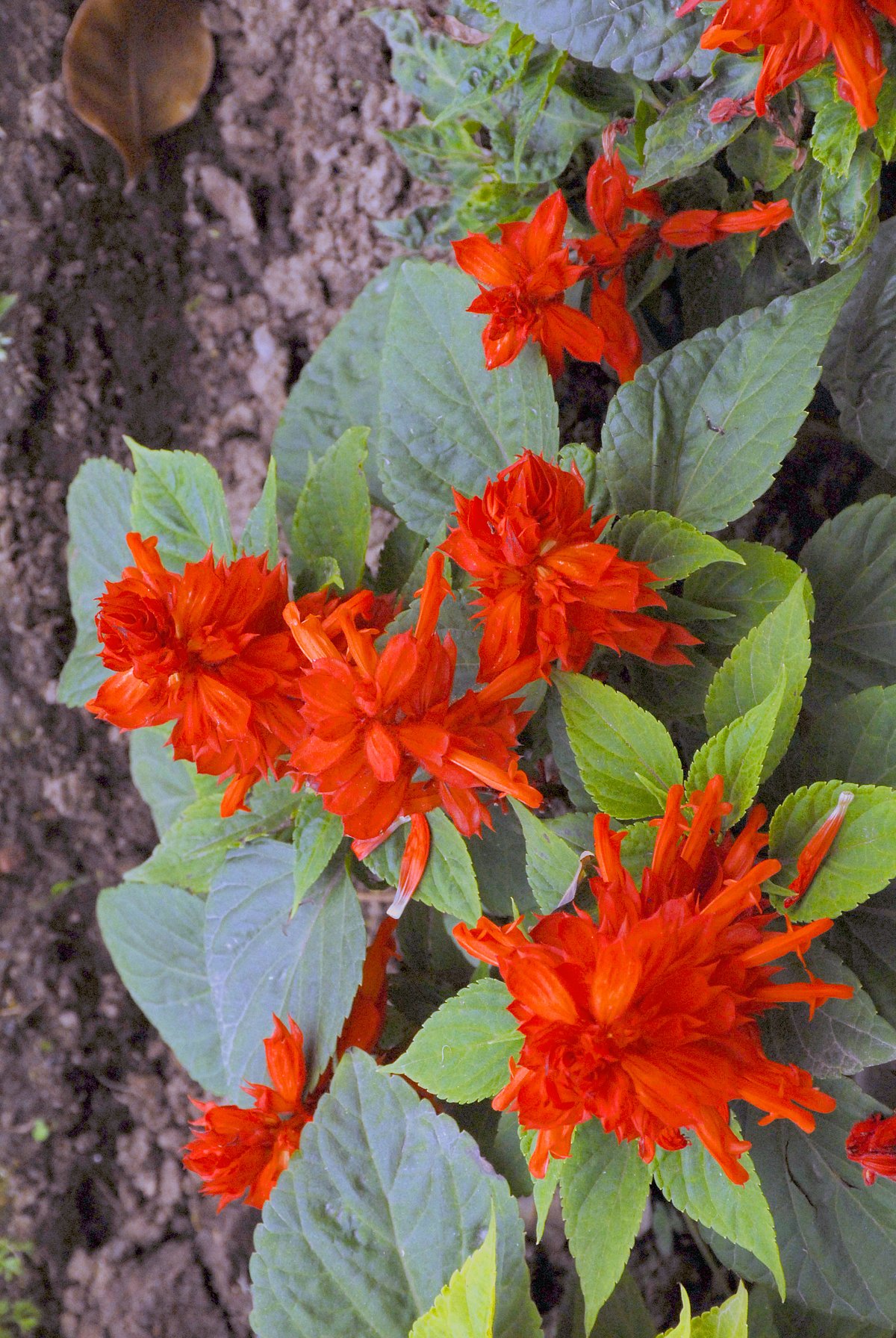 Mughal Gardens open for public from February 6: flowers in pictures 