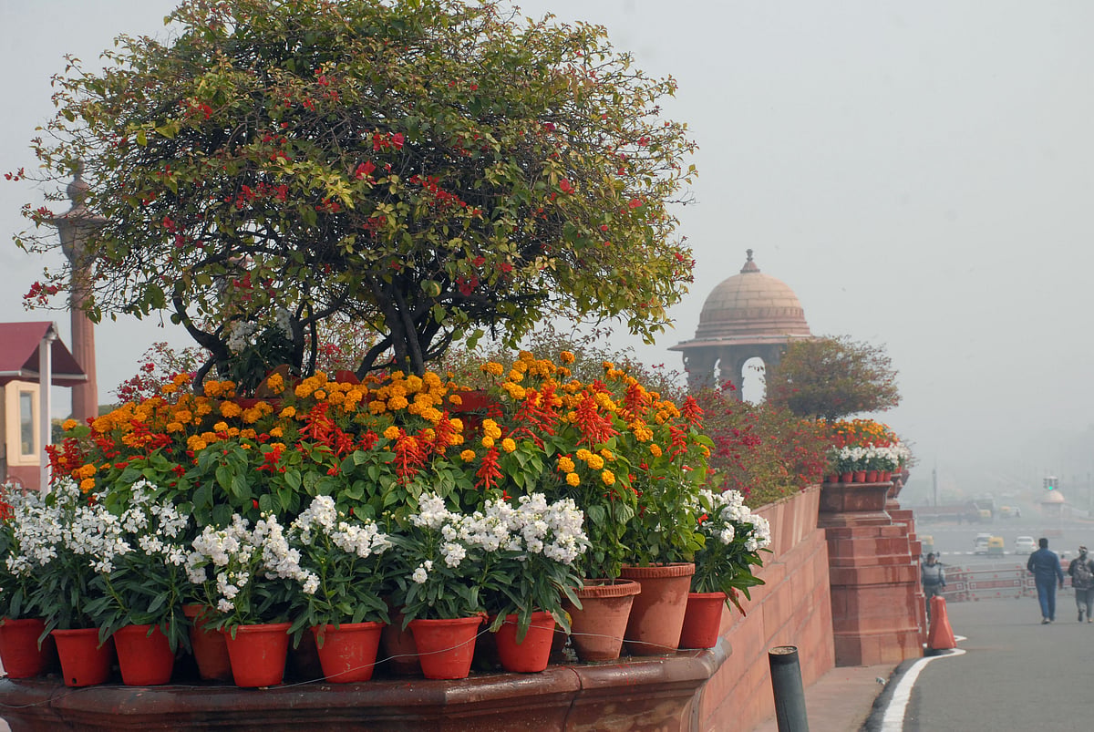 Mughal Gardens open for public from February 6: flowers in pictures 