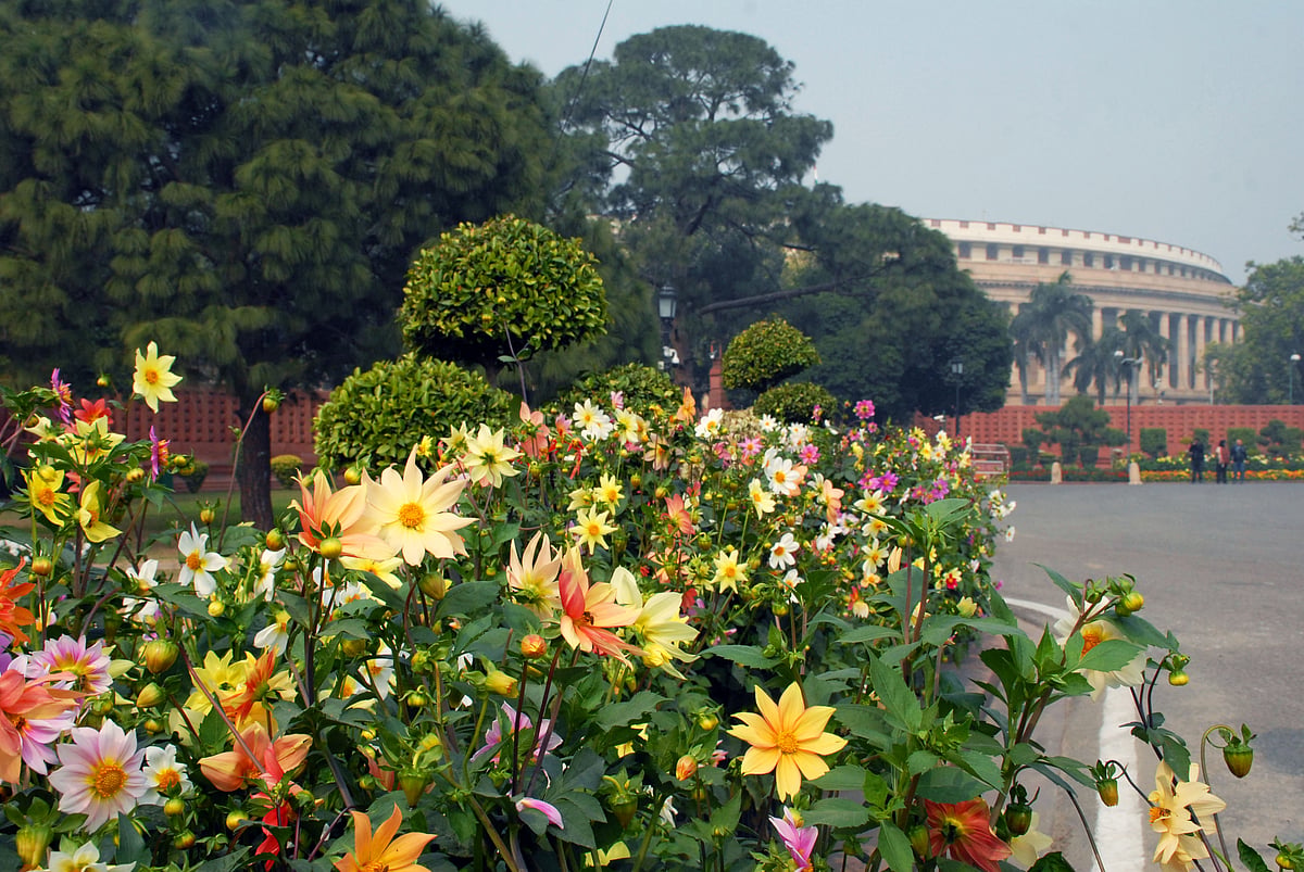 Mughal Gardens open for public from February 6: flowers in pictures 
