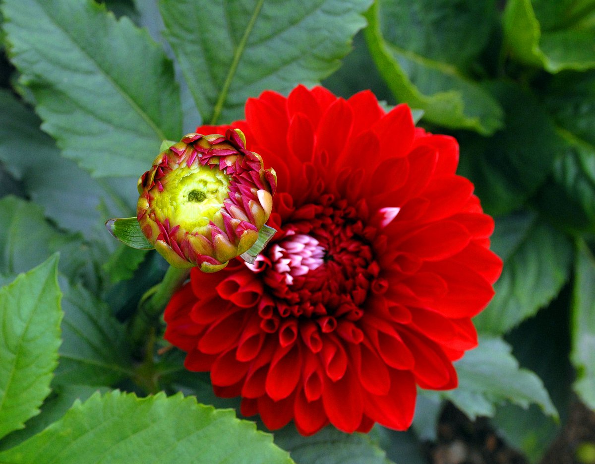 Mughal Gardens open for public from February 6: flowers in pictures 