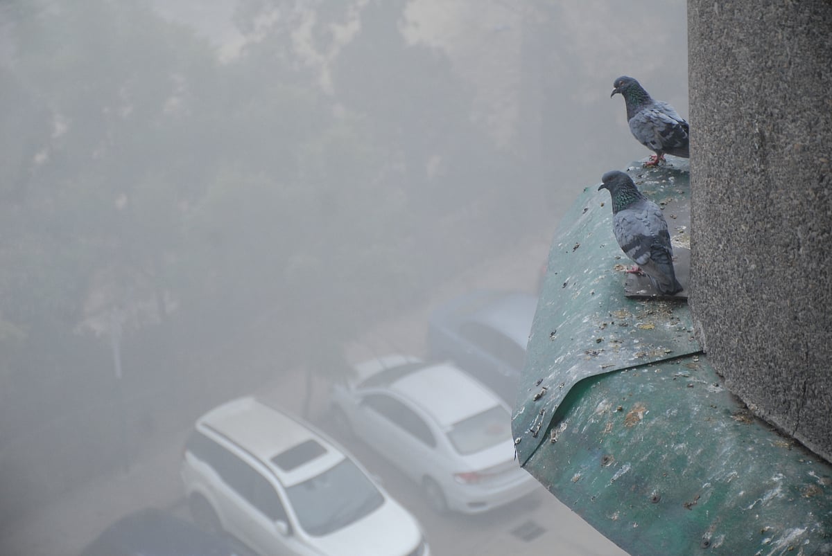 February 4: Delhi and beyond, in     pictures