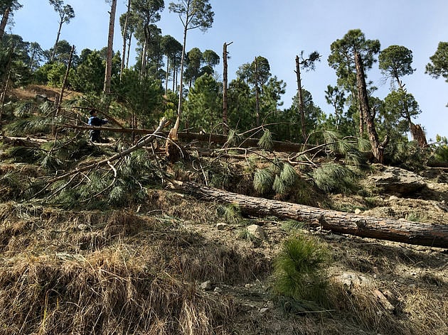 Pakistan registers FIR against “unidentified” IAF pilots for bombing 19 trees in Balakot