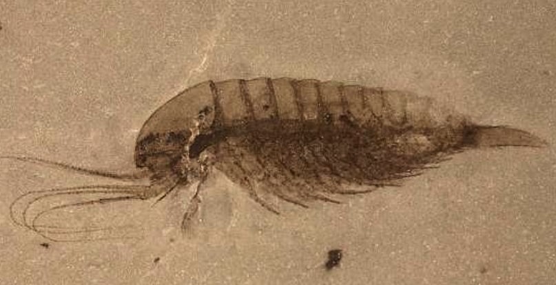 518 million years old fossils with soft tissues well-preserved found in China  