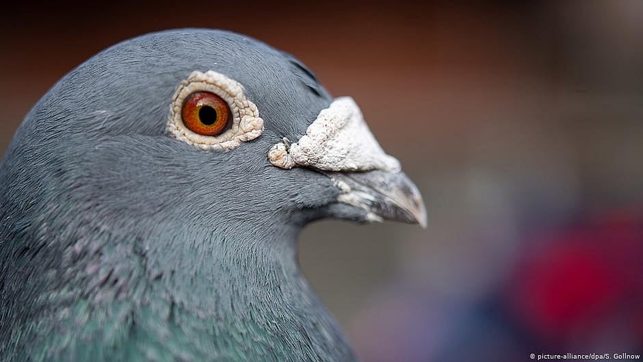 Japanese cab driver arrested for killing pigeon