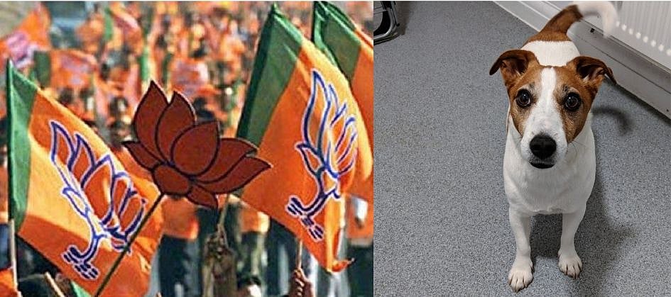 Lok Sabha polls 2019: Dog, best companion-turned into-campaigner, detained in Maharashtra