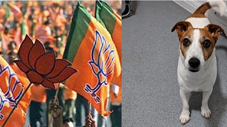 Lok Sabha polls 2019: Dog, best companion-turned into-campaigner, detained in Maharashtra