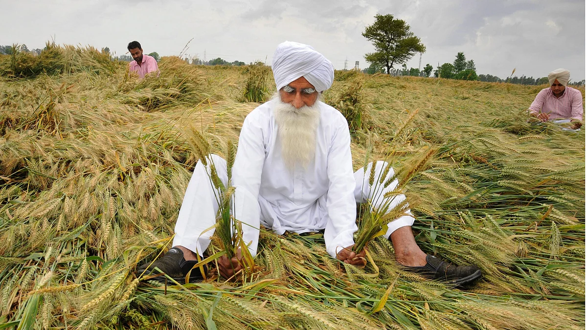 A farmer shows his wheat crop flattened and damaged by strong winds and rains, on the outskirts of Amritsar (IANS)
