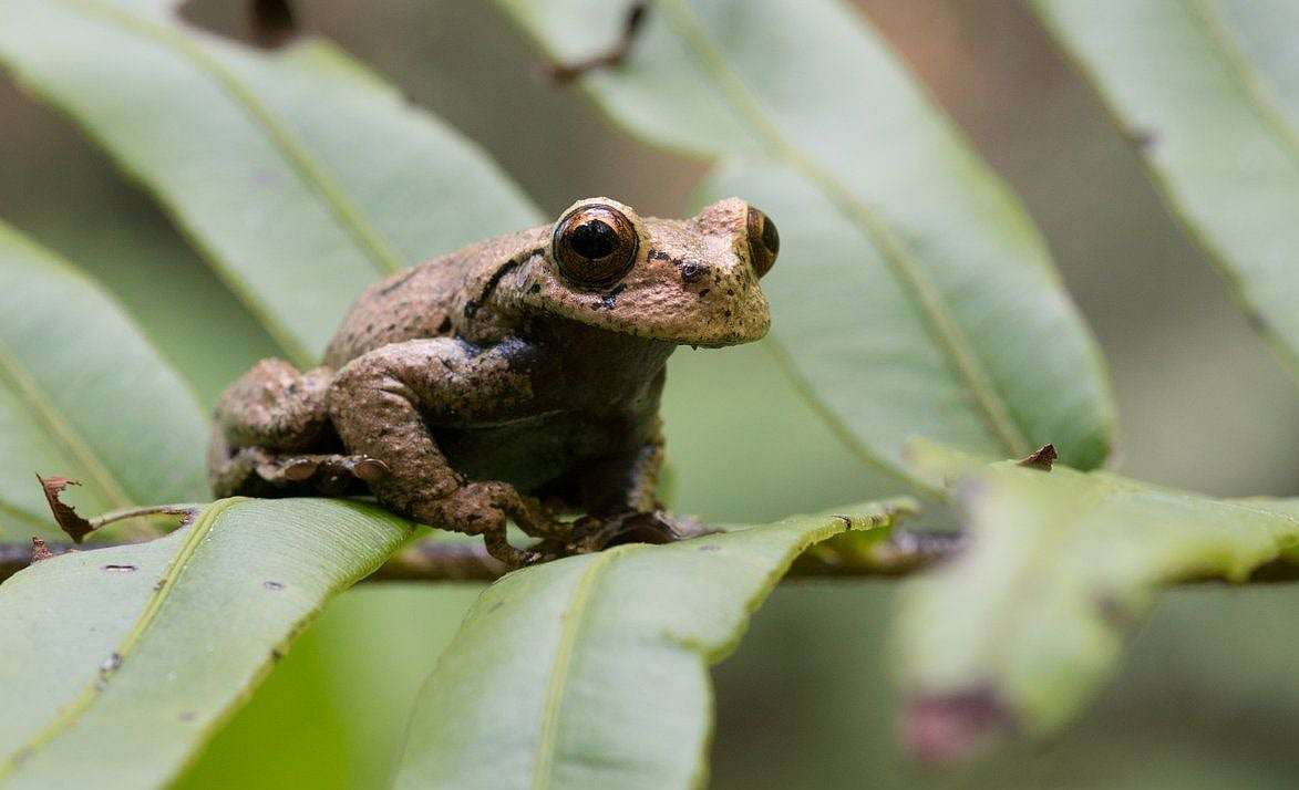 One million species risk extinction due to humans: draft UN report 