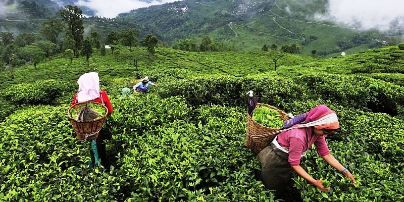 A silent undercurrent in the tea gardens of Upper Assam