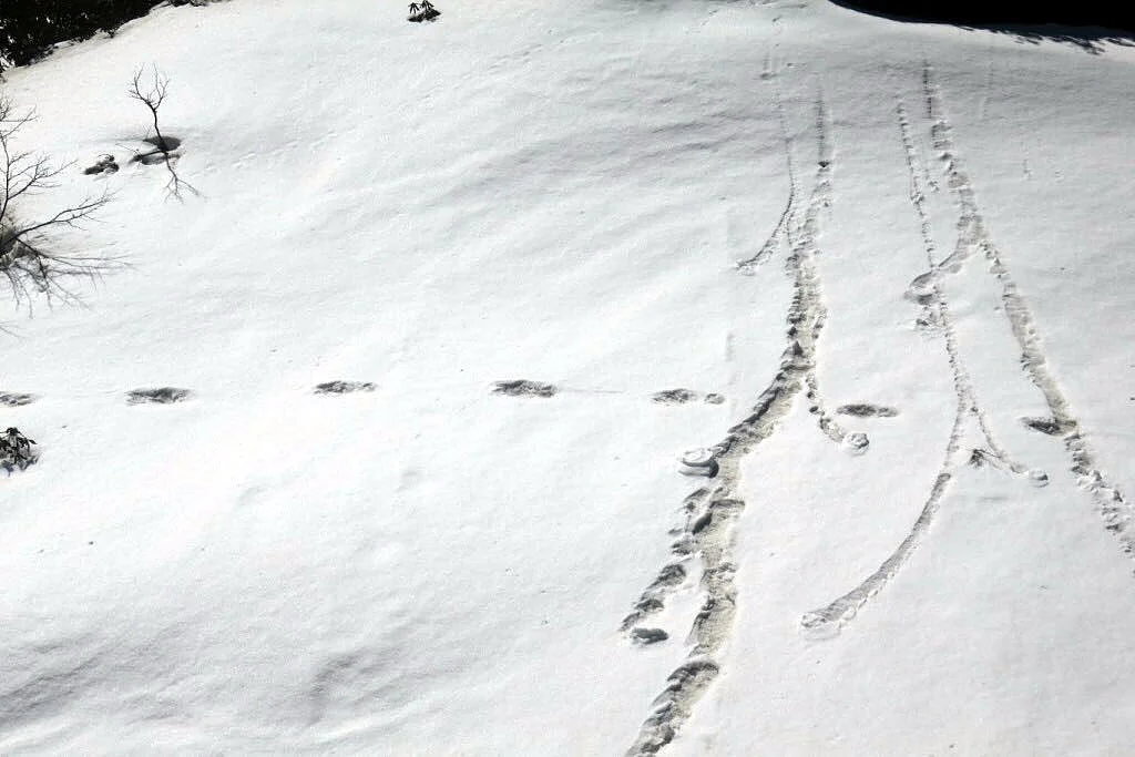 Yeti visited army camp during election season; Are the BJP leaders scared? 