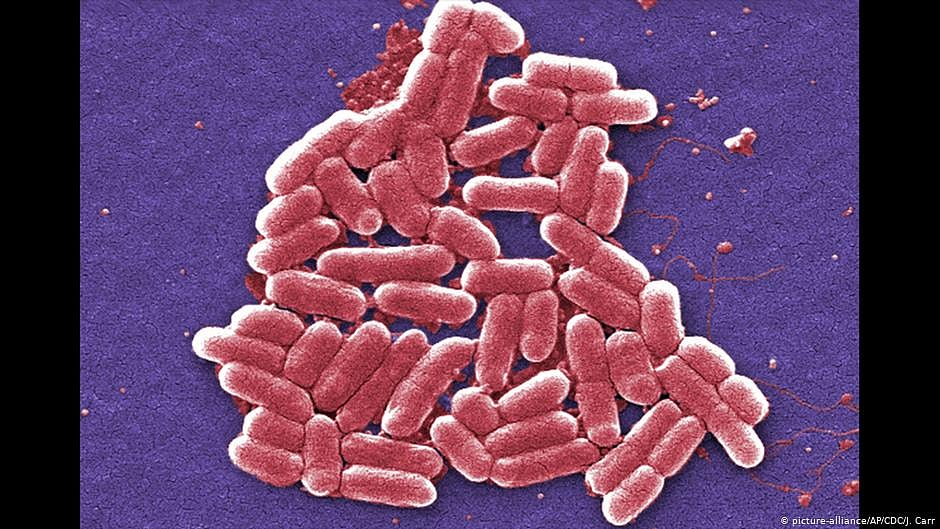 Typhoid-causing bacteria have become increasingly resistant to essential antibiotics: Lancet study