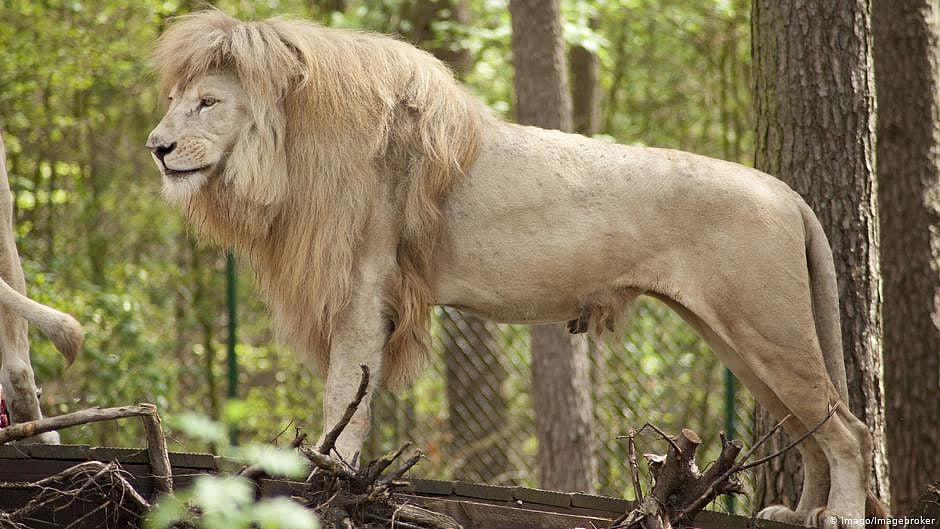 Lucknow Zoo to get Asiatic lion from Tirupati