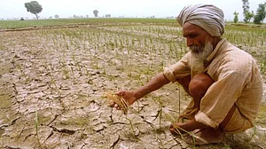 Early heat may adversely affect wheat, other crops: IMD