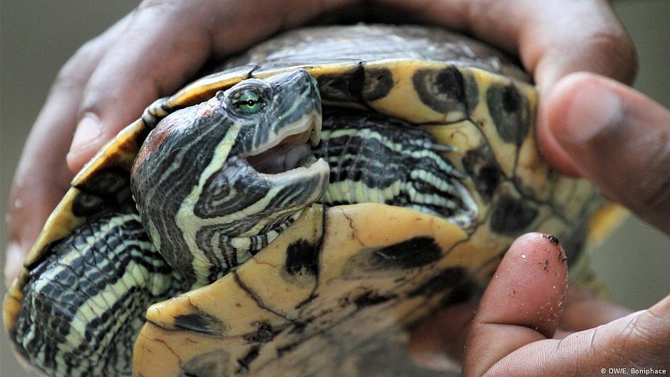 As trial moves at snail’s pace, four turtles await release