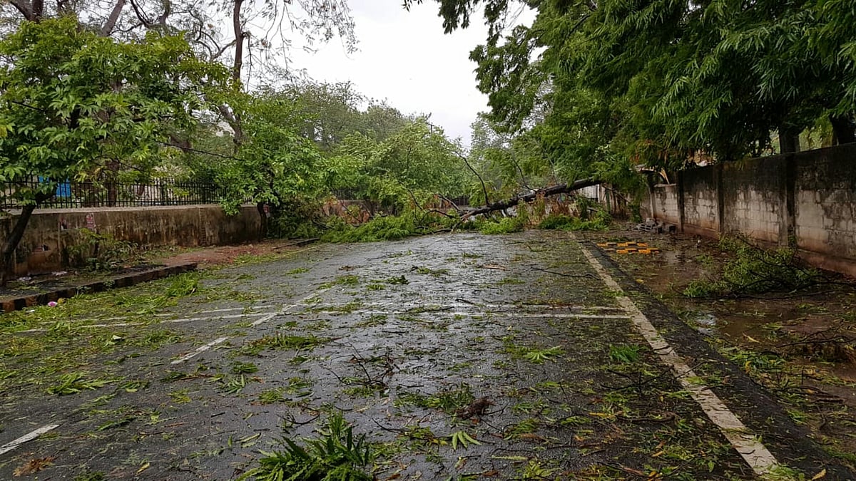 Cyclone Fani: Damage to the environment
