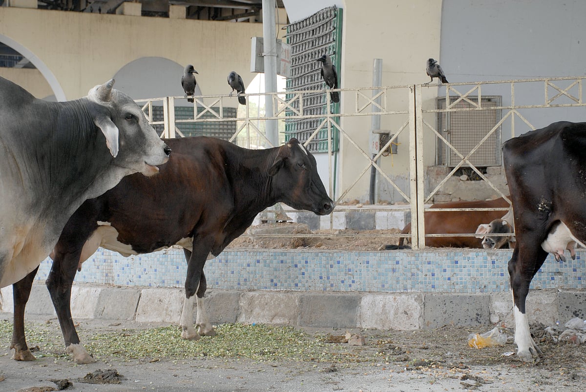 June 12: Delhi and beyond, in      pictures