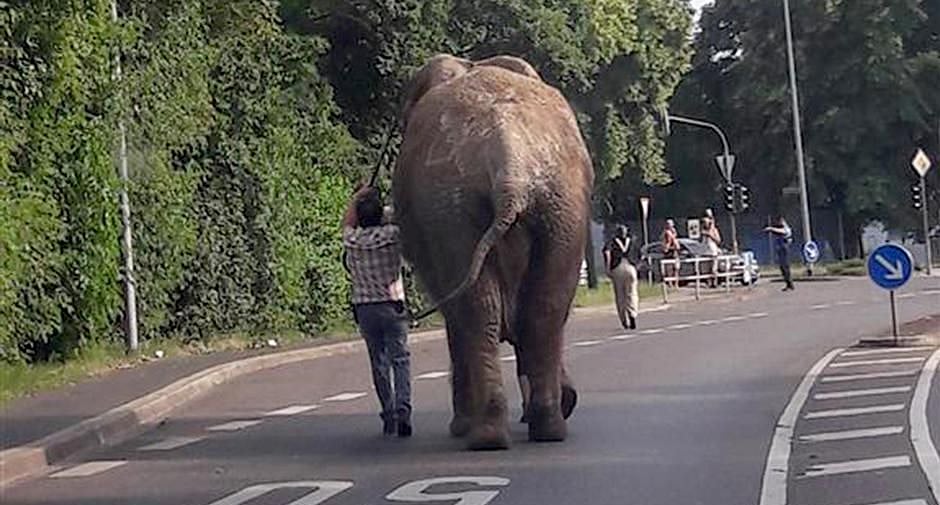 Guwahati High Court questions Assam’s Chief Wildlife Warden over SC order against transfer of Elephants