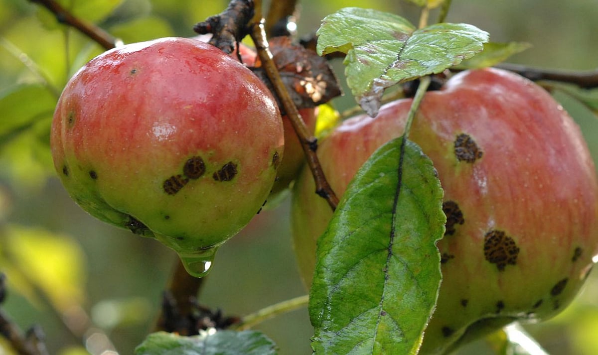 Outbreak of apple scab catches the BJP-led Himachal govt in deep slumber