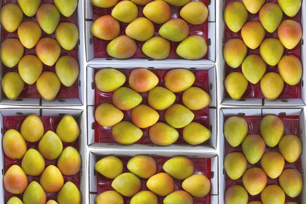 An ode to the mango