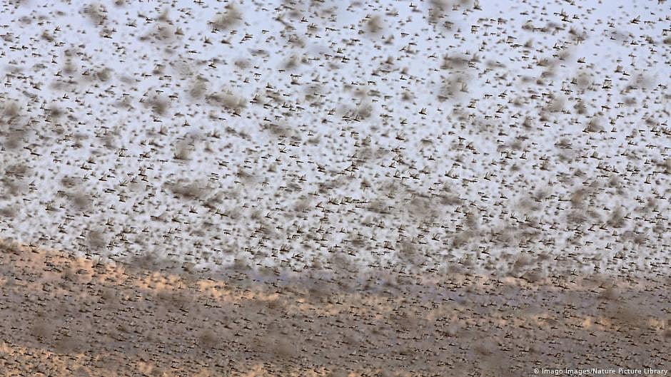 Locusts Invasion (Representative Image)