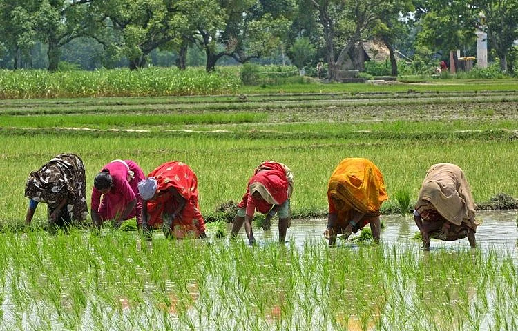 Not many takers yet for Nirmala Sithraman’s push for ‘natural farming’
