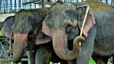 Guwahati High Court to hear petition objecting to shifting elephants to Gujarat 