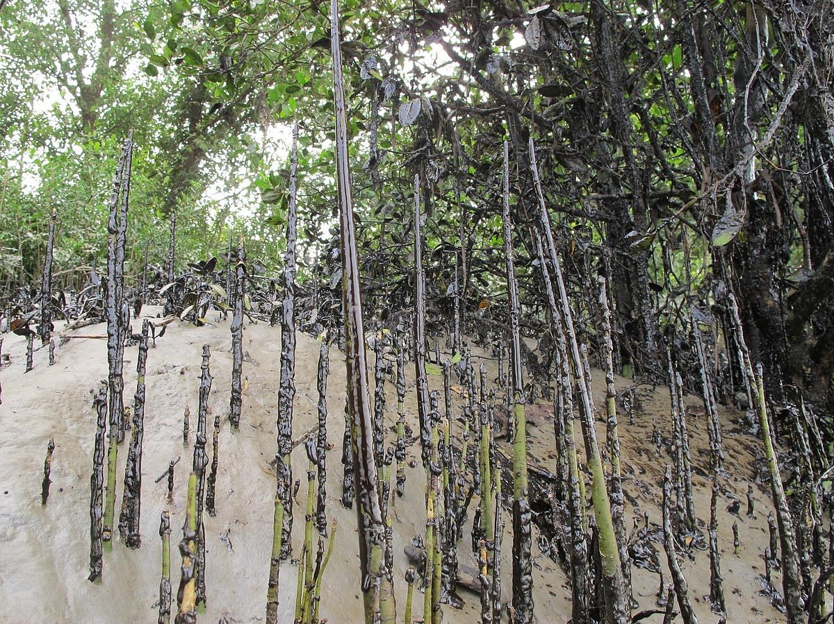 Bangladesh risks Sundarbans getting listed as World Heritage  