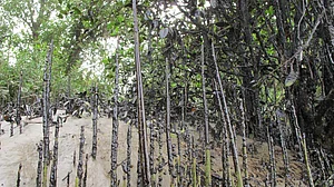 Bangladesh risks Sundarbans getting listed as World Heritage