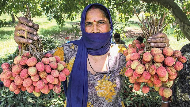Lychees: To eat or not to eat is the question?