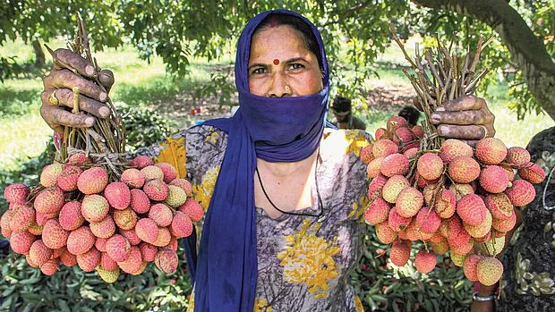 Lychees (PTI)