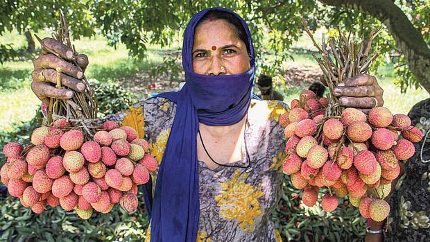 Lychees (PTI)